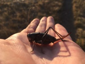 Niall Clancy cricket Montana insects
