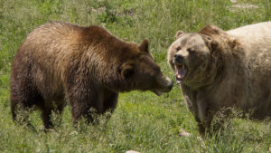 Greater Yellowstone Coalition