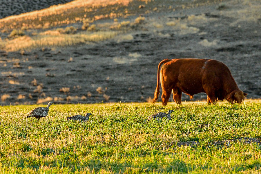 The Bird and the Herd